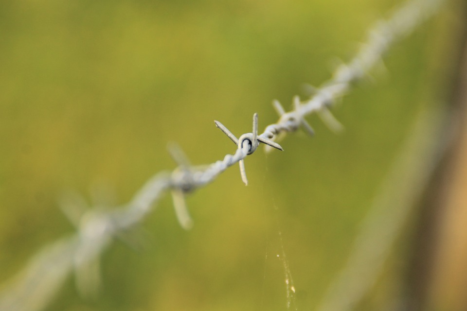 barbed wire 7